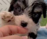 Cavachon Puppies For Sale Windy City Pups
